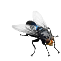 Мухи